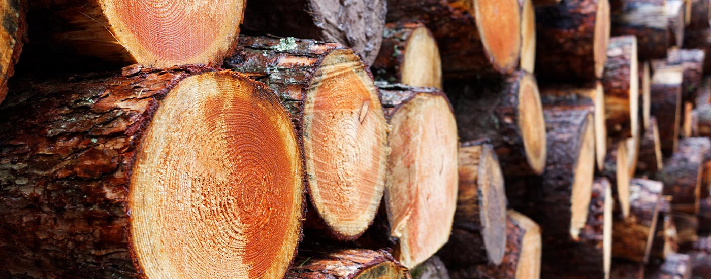 FSC timber – what is it and why we should use it