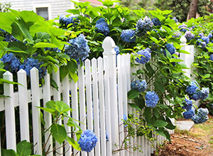 Fences-for-front-gardens-300x220.jpg